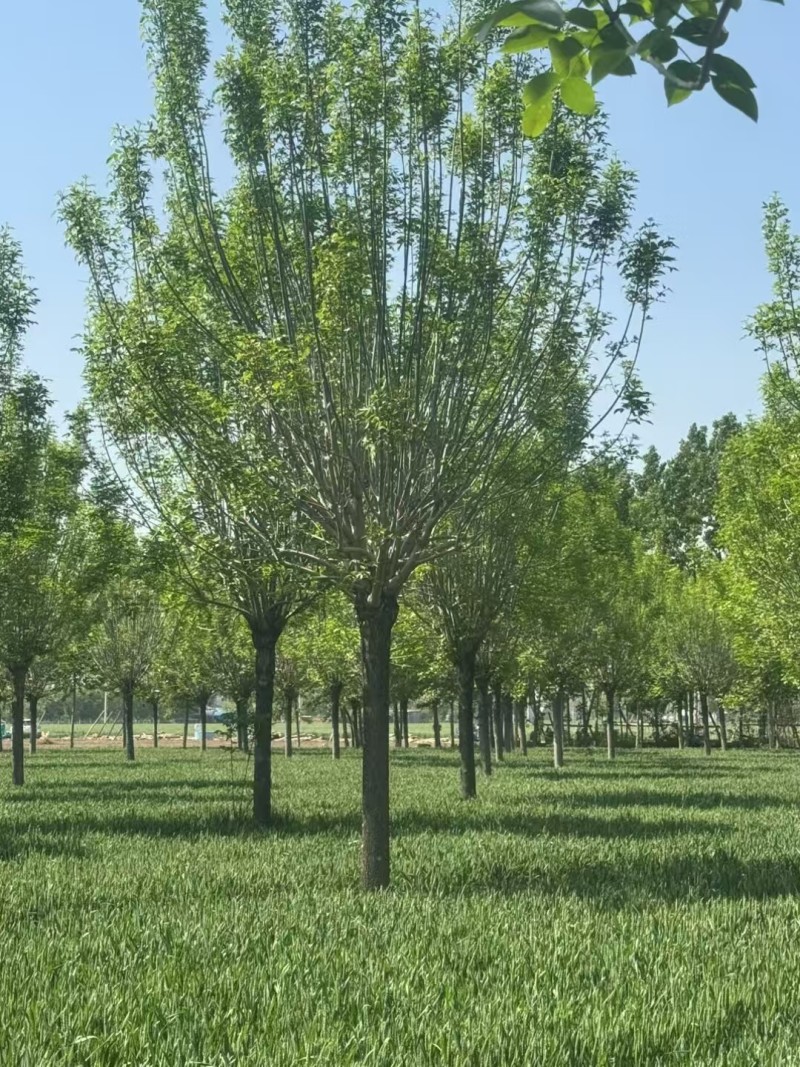 速生白蜡价格20-25公分白蜡上车价基地现挖现发