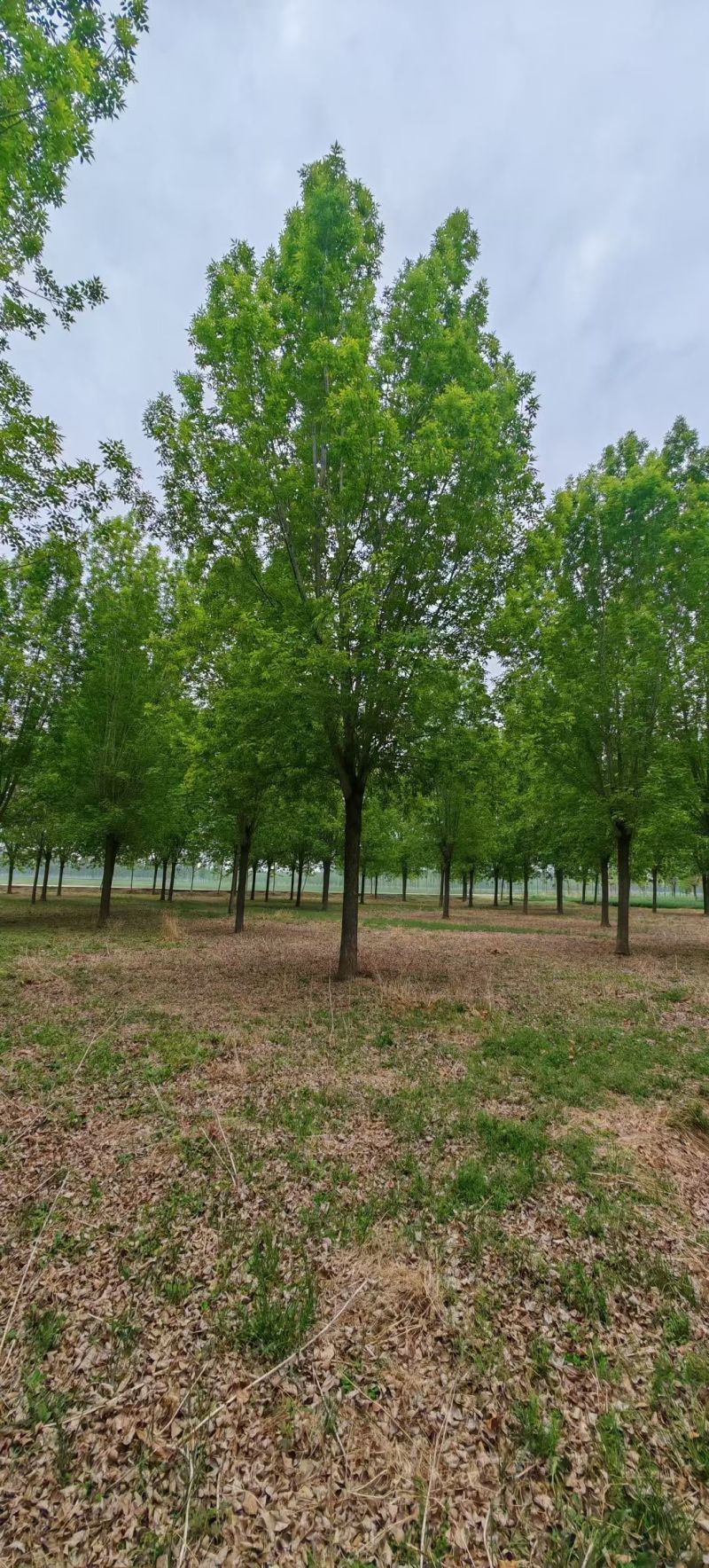 速生白蜡价格20-25公分白蜡上车价基地现挖现发