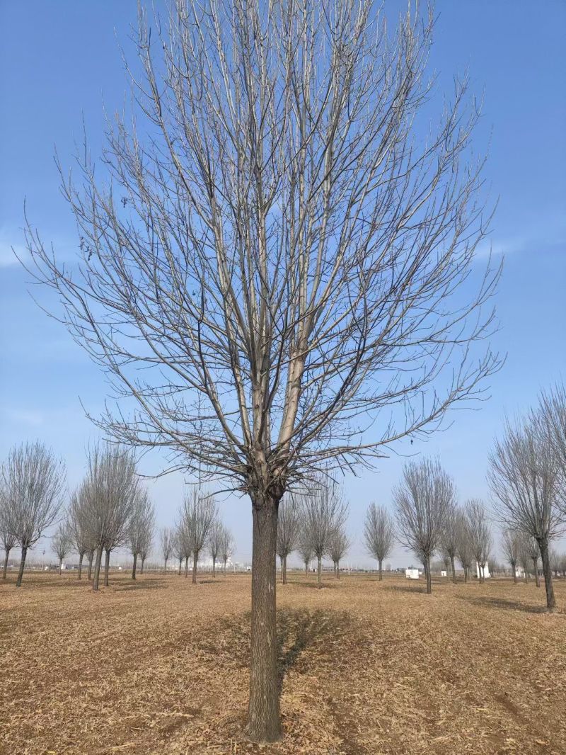 速生白蜡价格20-25公分白蜡上车价基地现挖现发