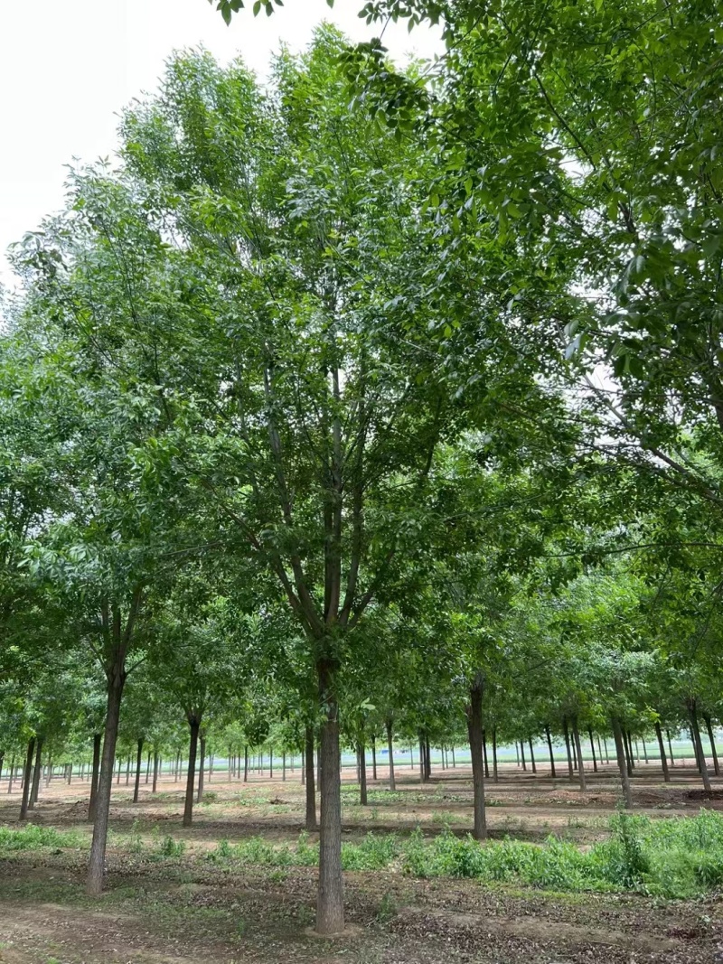 速生白蜡价格20-25公分白蜡上车价基地现挖现发