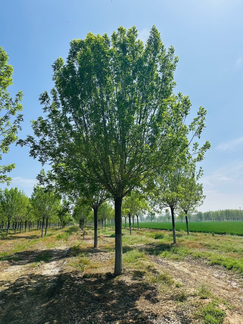 速生白蜡价格20-25公分白蜡上车价基地现挖现发