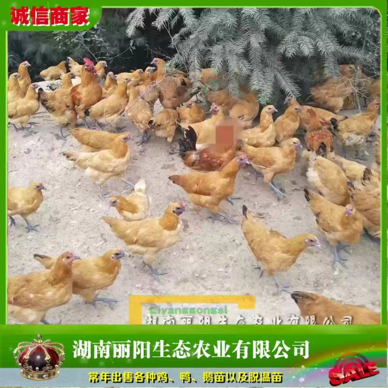 金凤凰乌鸡苗/黄毛乌鸡苗/金凤凰乌骨鸡苗/提供养殖技术