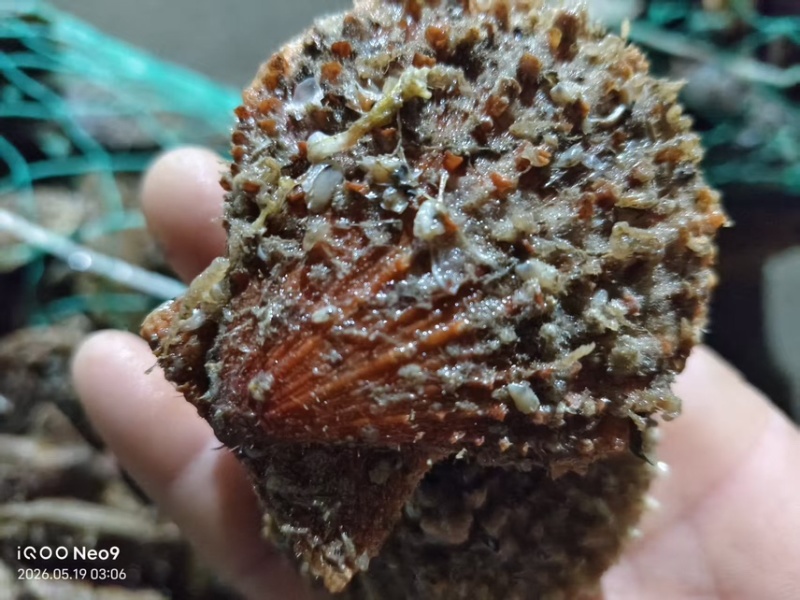 山东烟台鲜活小红贝扇贝