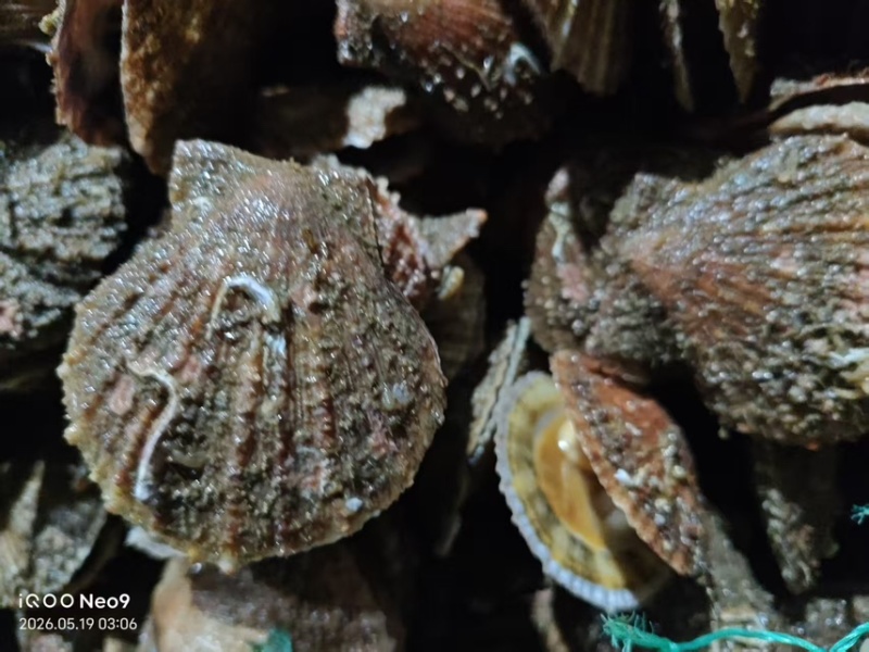 山东烟台鲜活小红贝扇贝