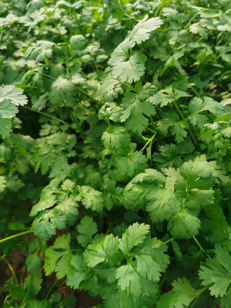 泰国香菜旺香菜种子晚抽苔大叶芫荽250g耐热耐寒耐抽苔