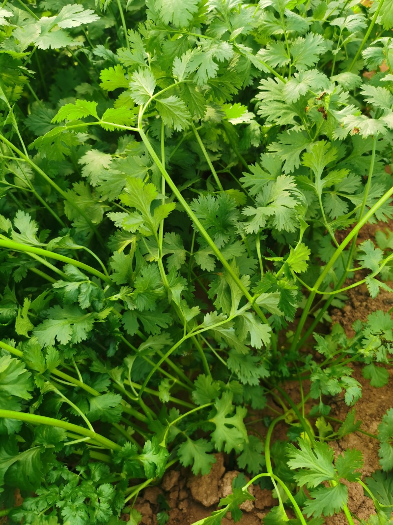 泰国香菜旺香菜种子晚抽苔大叶芫荽250g耐热耐寒耐抽苔