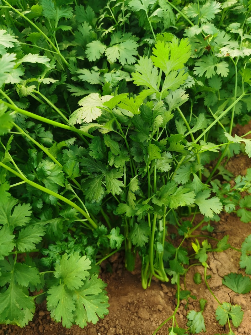 泰国香菜旺香菜种子晚抽苔大叶芫荽250g耐热耐寒耐抽苔