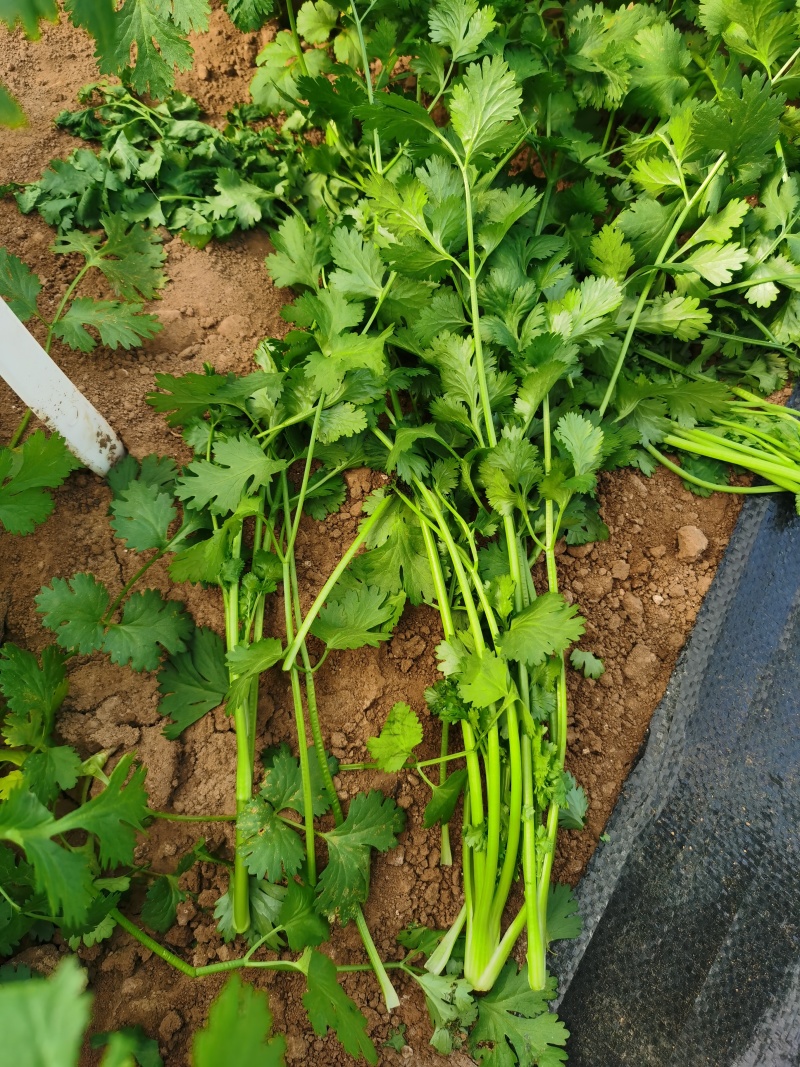 泰国香菜旺香菜种子晚抽苔大叶芫荽250g耐热耐寒耐抽苔