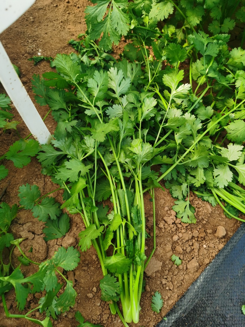 泰国香菜旺香菜种子晚抽苔大叶芫荽250g耐热耐寒耐抽苔