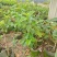 红宝石芭乐2-5分