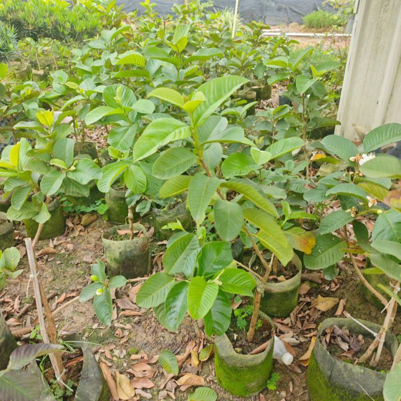 红宝石芭乐2-5分