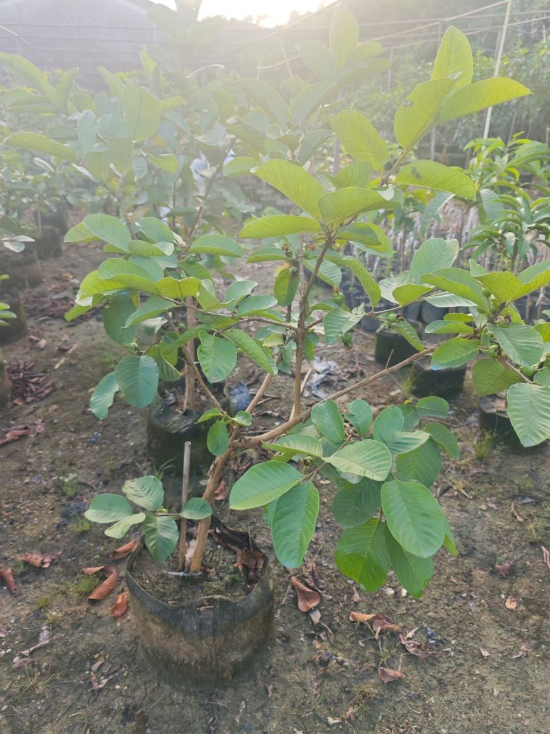 红宝石芭乐2-5分