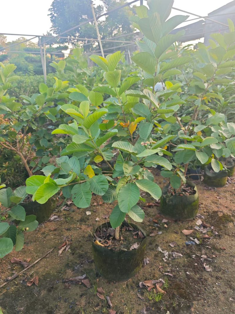 红宝石芭乐2-5分