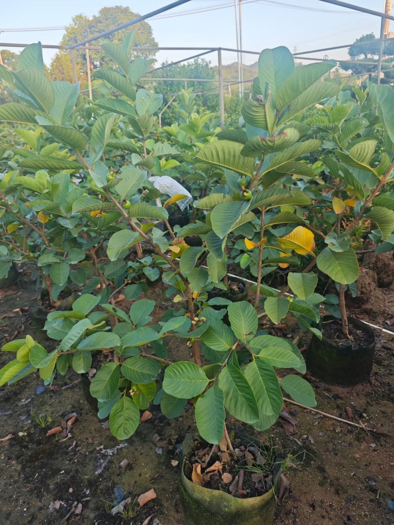 红宝石芭乐2-5分
