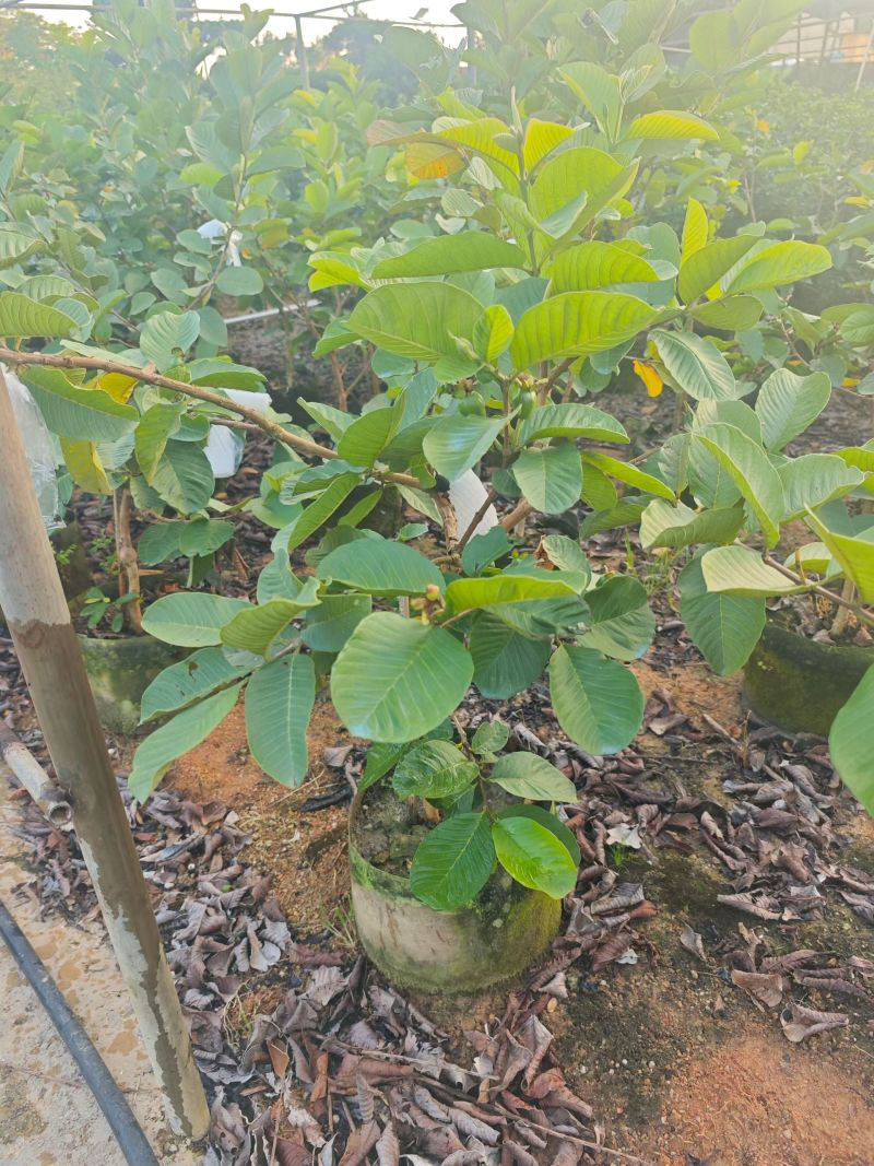 红宝石芭乐2-5分