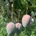 【核薄无丝】攀枝花凯特特大芒果水果新鲜大青芒批发
