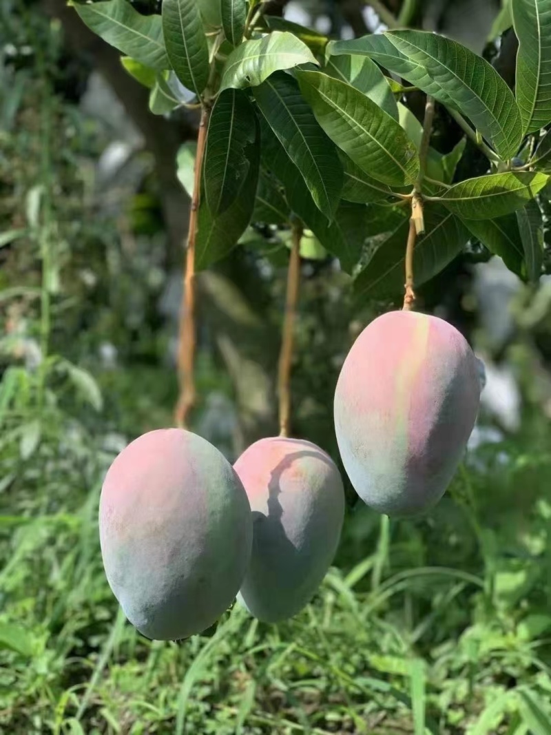 【核薄无丝】攀枝花凯特特大芒果水果新鲜大青芒批发