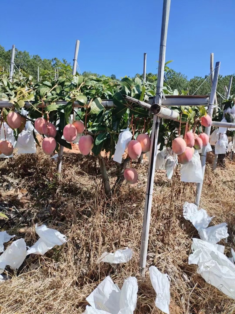 【核薄无丝】攀枝花凯特特大芒果水果新鲜大青芒批发