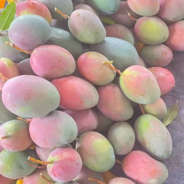 【核薄无丝】攀枝花凯特特大芒果水果新鲜大青芒批发