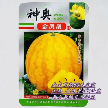 高端礼品西瓜种籽早熟特大无籽黄皮黄心高产西瓜种子果型美