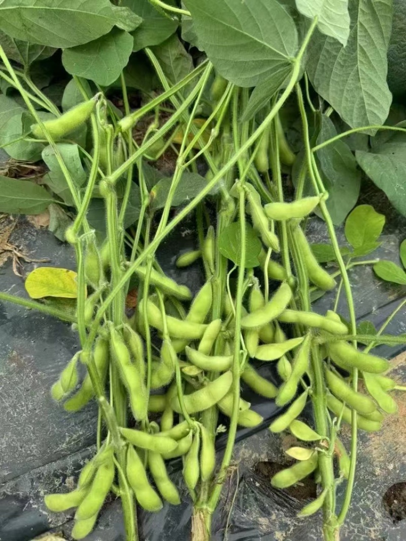 【优选】安徽翠绿宝毛豆大量上市大荚饱满鲜食毛豆产地批发