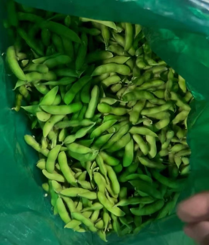 【优选】安徽翠绿宝毛豆大量上市大荚饱满鲜食毛豆产地批发