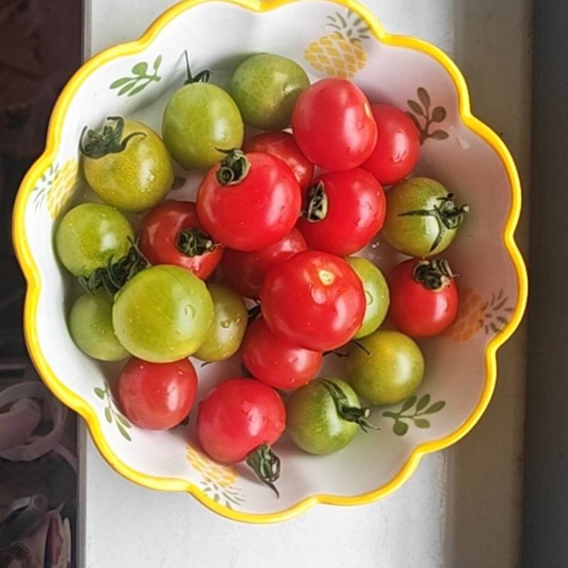 大棚雾培种植的圣女果，无土种植，无残留