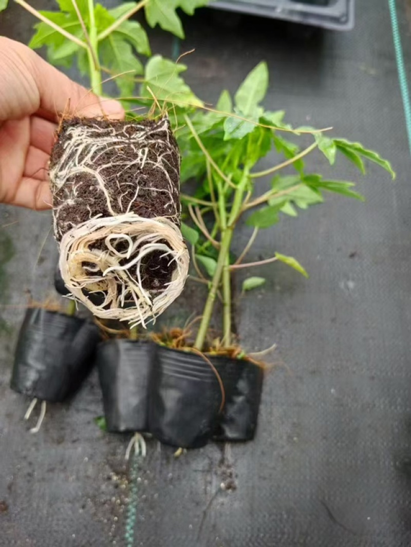 矮化冰糖红心水果木瓜苗