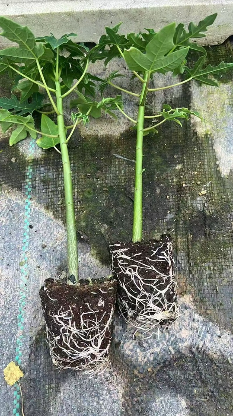 矮化冰糖红心水果木瓜苗