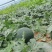 慕田佳宝西瓜无籽西瓜大量供应可视频看货欢迎来电采购洽