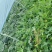 慕田佳宝西瓜无籽西瓜大量供应可视频看货欢迎来电采购洽
