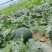 慕田佳宝西瓜无籽西瓜大量供应可视频看货欢迎来电采购洽