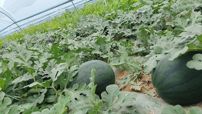 慕田佳宝西瓜无籽西瓜大量供应可视频看货欢迎来电采购洽
