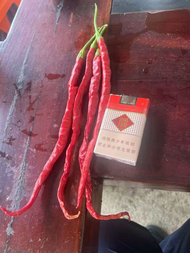 二荆条，一手货源，支持视频看货大宗批发可提供食品安全检