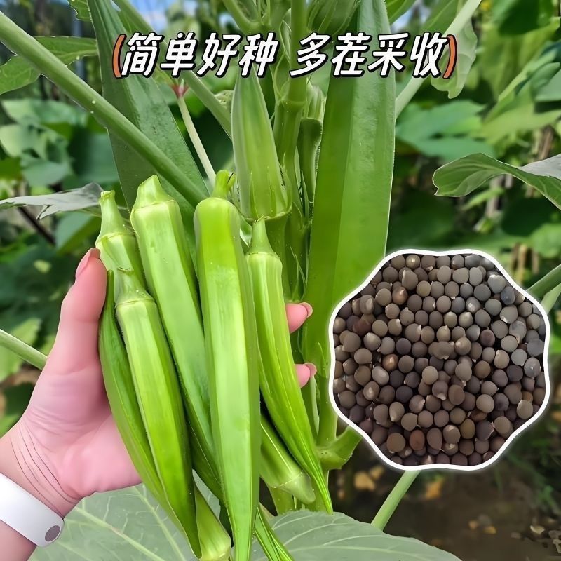 进口高端水果秋葵种籽耐老化嫩滑高产春秋播种秋葵种原装正品