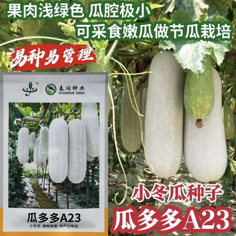 瓜多多A23白皮冬瓜种子肉厚腔小高产春秋播种冬瓜种子原装