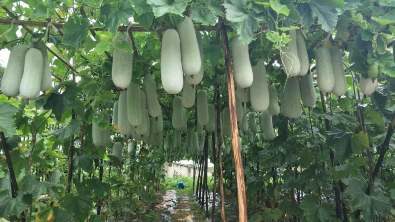 瓜多多A23白皮冬瓜种子肉厚腔小高产春秋播种冬瓜种子原装
