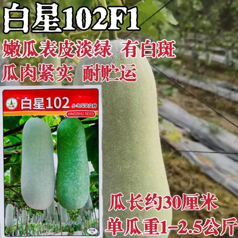 瓜多多A23白皮冬瓜种子肉厚腔小高产春秋播种冬瓜种子原装
