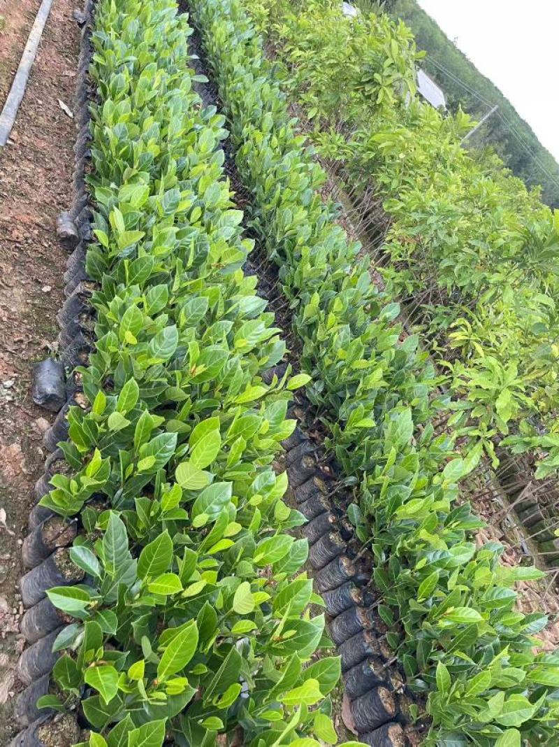 海南香蜜一号榴莲蜜苗嫁接良种甜度出众根系健壮抗性强
