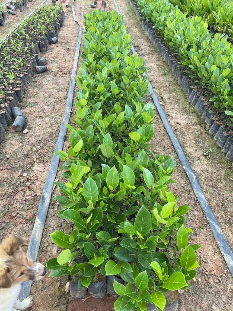 海南香蜜一号榴莲蜜苗嫁接良种甜度出众根系健壮抗性强