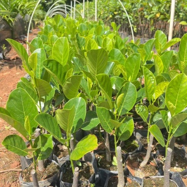 海南印尼红肉菠萝蜜果肉软糯果味香浓易种好存活收益高