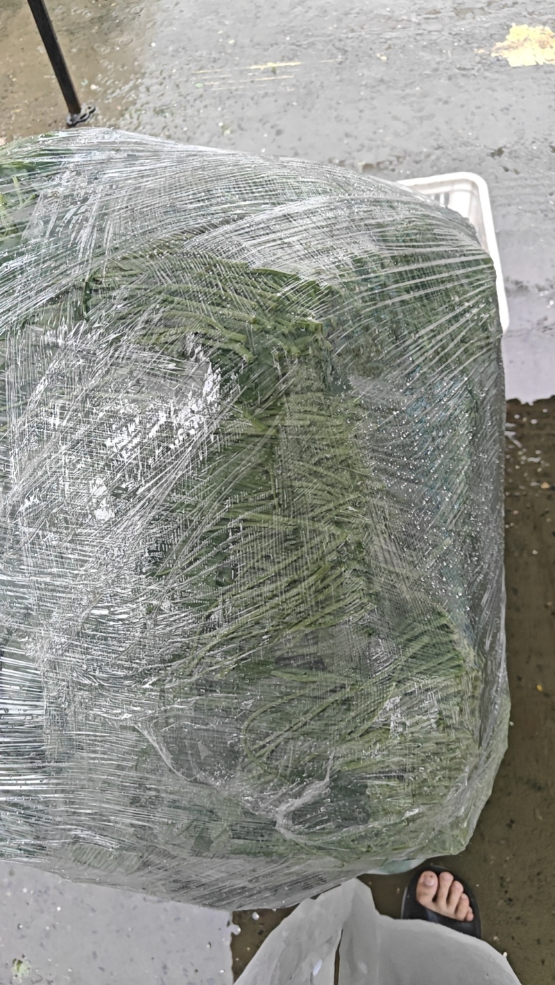 芥兰苗可批发，都是当天新鲜的，质量嘎嘎好，可视频看