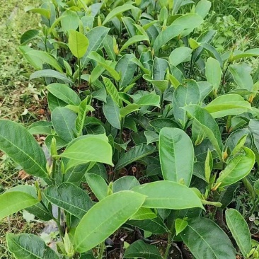 优质海虹一号榴莲蜜苗海南白沙现货嫁接壮苗出肉率高