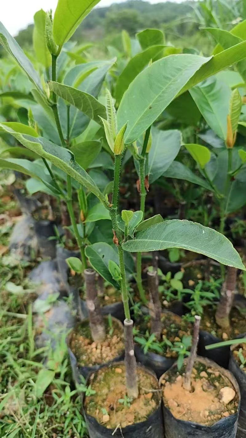 优质海虹一号榴莲蜜苗海南白沙现货嫁接壮苗出肉率高