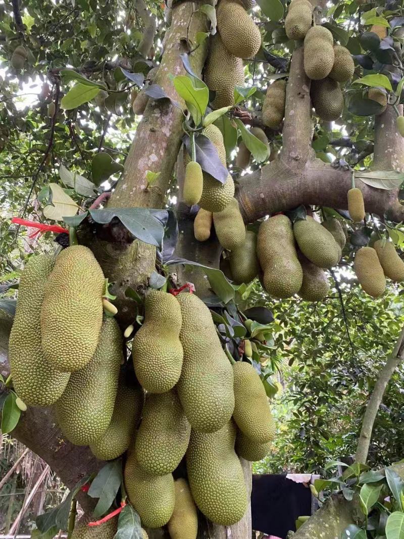 优质海虹一号榴莲蜜苗海南白沙现货嫁接壮苗出肉率高