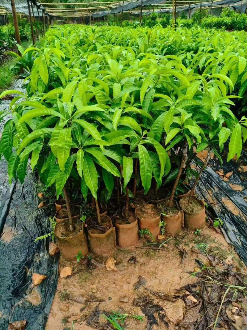 海南耀堂仙桃果苗优质嫁接苗易成活产量高
