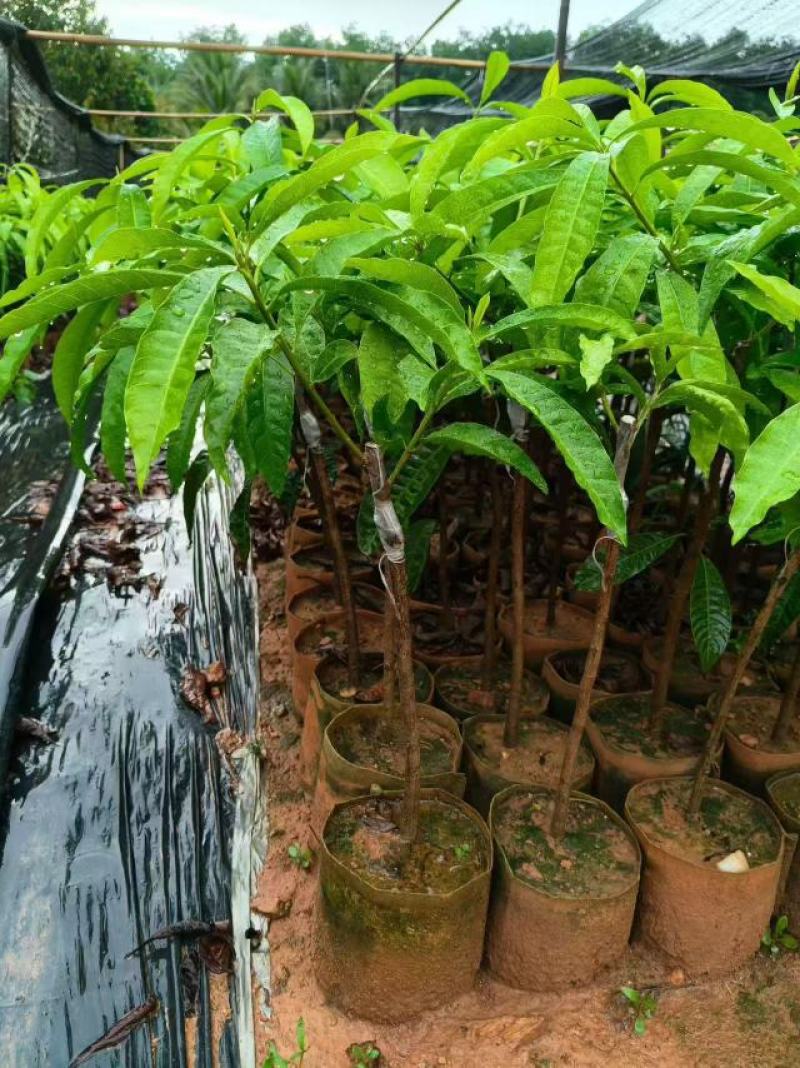 海南耀堂仙桃果苗优质嫁接苗易成活产量高