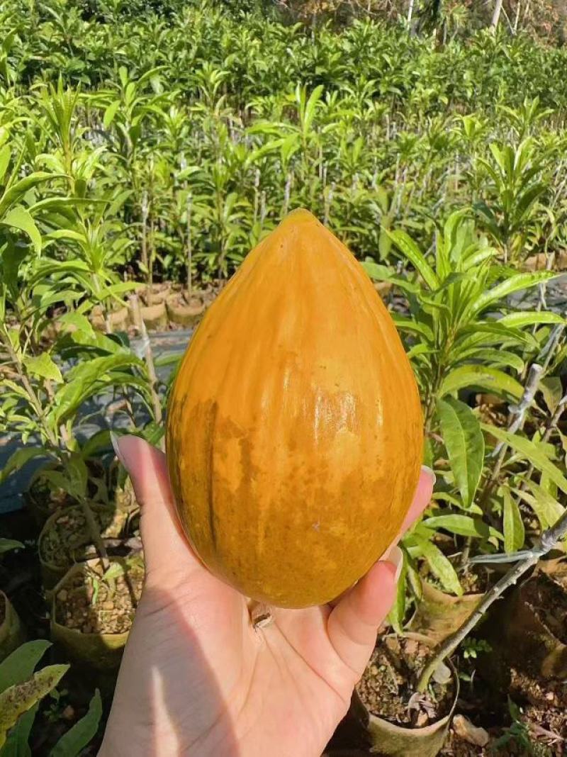 海南耀堂仙桃果苗优质嫁接苗易成活产量高