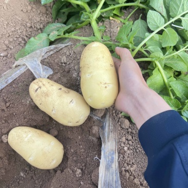 营养多汁土豆产地直发货量充足，价格美丽下单秒发