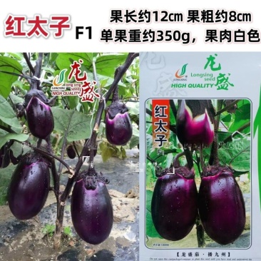 龙盛红太子茄子种子一代杂交早熟果肉白色紫红圆茄种子蔬
